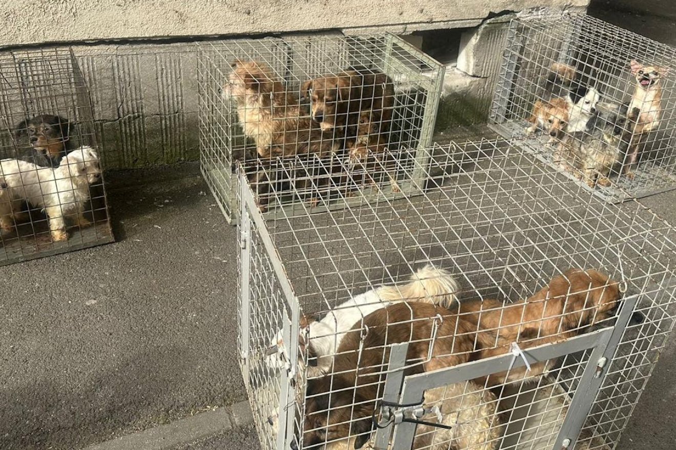 Nyomorúságos körülmények: huszonöt kutyát zsúfoltak össze egy bukaresti tömbházlakásban – fotókkal