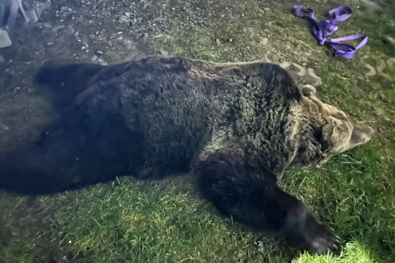 Kifejlett nőstény medve támadt egy férfira Patakfalván – frissítve