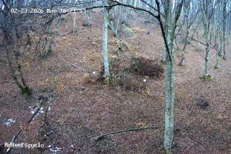 Anyamedve a kamerák kereszttüzében: egyelőre nem jelent veszélyt a sóskúti lakó – videóval