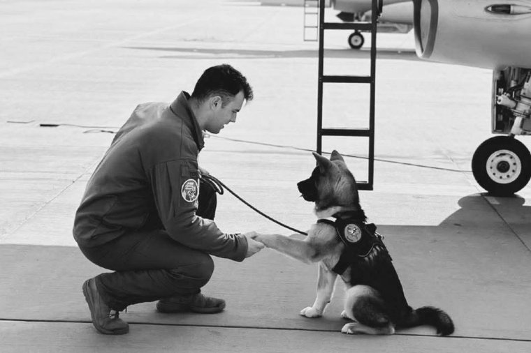 Meghalt egy katonai pilóta, miközben megpróbált kimenteni egy víztartályba esett kutyát