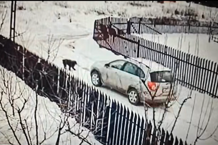 Áthajtott egy kutyán a sofőr, meg sem állt – vizsgálatot indított a rendőrség