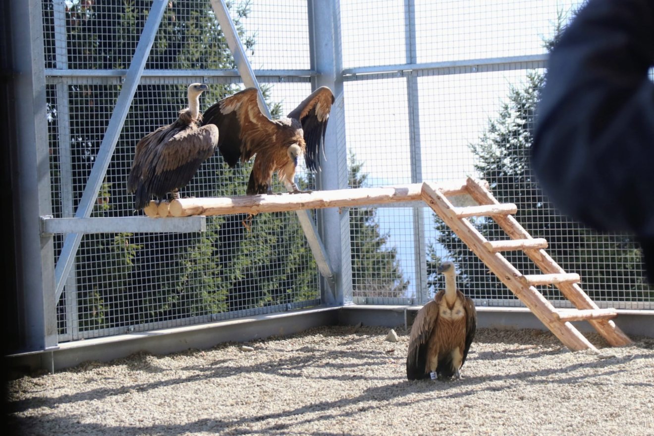A madarak visszatelepítésével hatalmas lépést tesznek a A Fogarasi-havasok biodiverzitásának helyreállításért &bullet;  Fotó: Conservation Carpathia/Facebook
