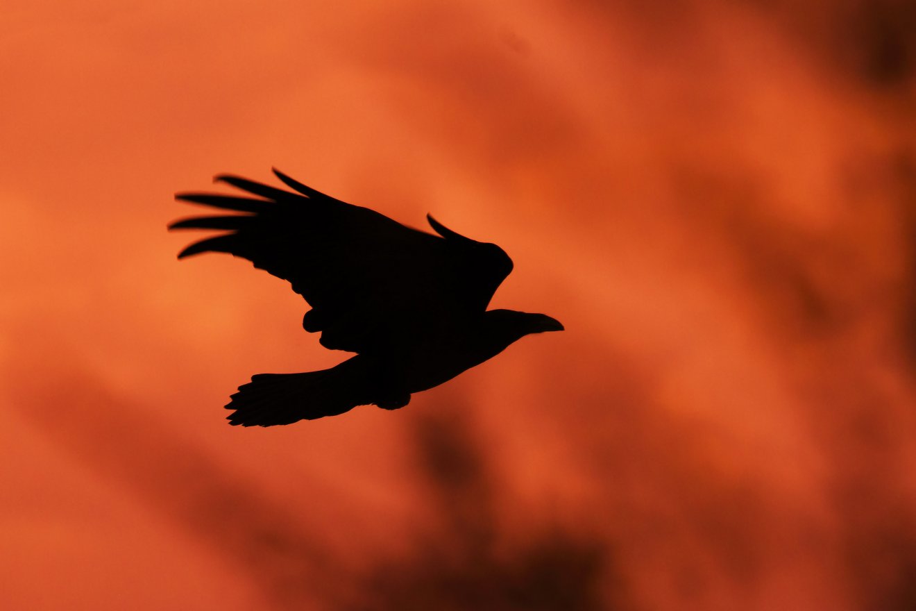 Holló naplementében. A Természet női szemmel című kiállítás inspiráló szemszögből láttat