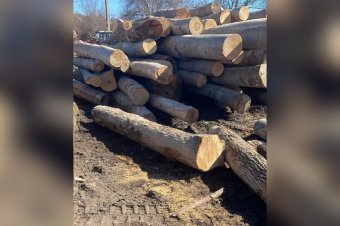 Huszonötezer lejes bírságot szabtak ki egy fafeldolgozó cégre Hargita megyében