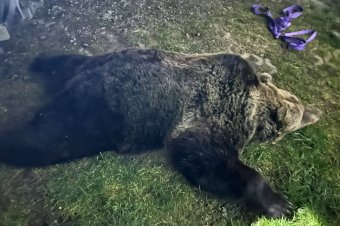 Kifejlett nőstény medve támadt egy férfira Patakfalván – frissítve