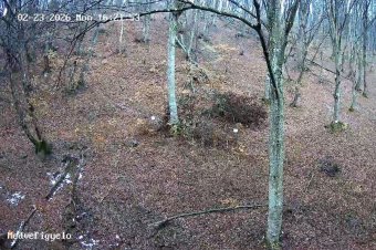 Anyamedve a kamerák kereszttüzében: egyelőre nem jelent veszélyt a sóskúti lakó