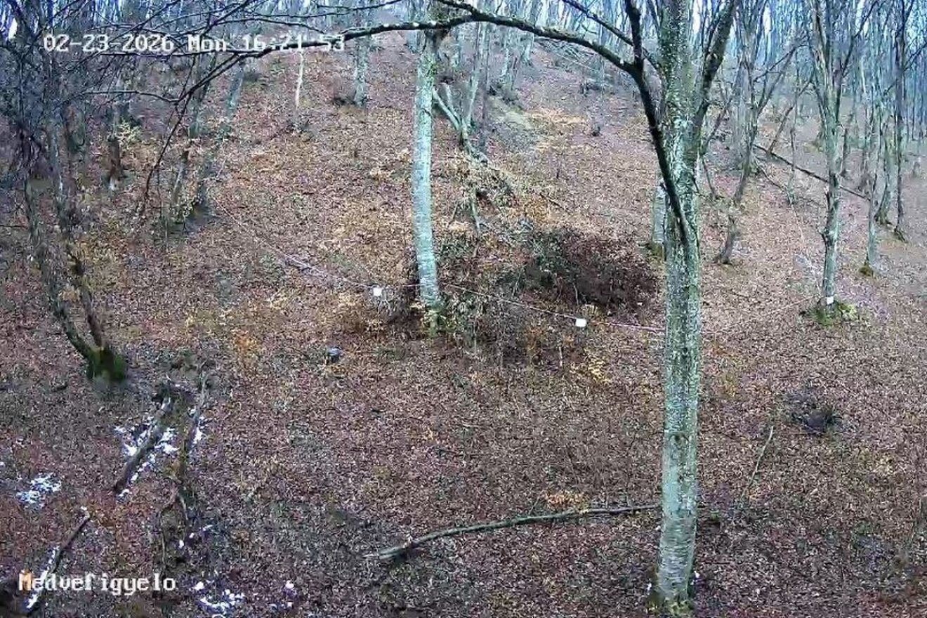 Anyamedve a kamerák kereszttüzében: egyelőre nem jelent veszélyt a sóskúti lakó – videóval