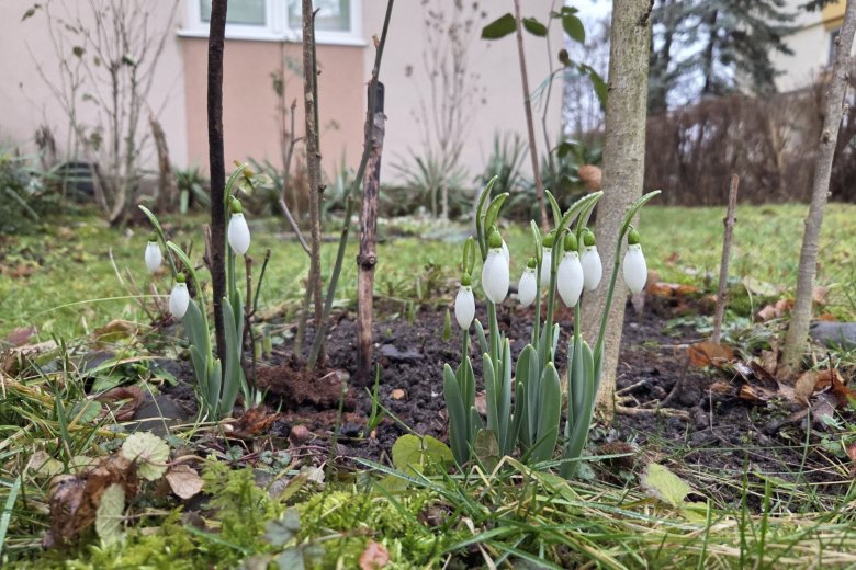Kinyíltak a hóvirágok Székelyudvarhelyen