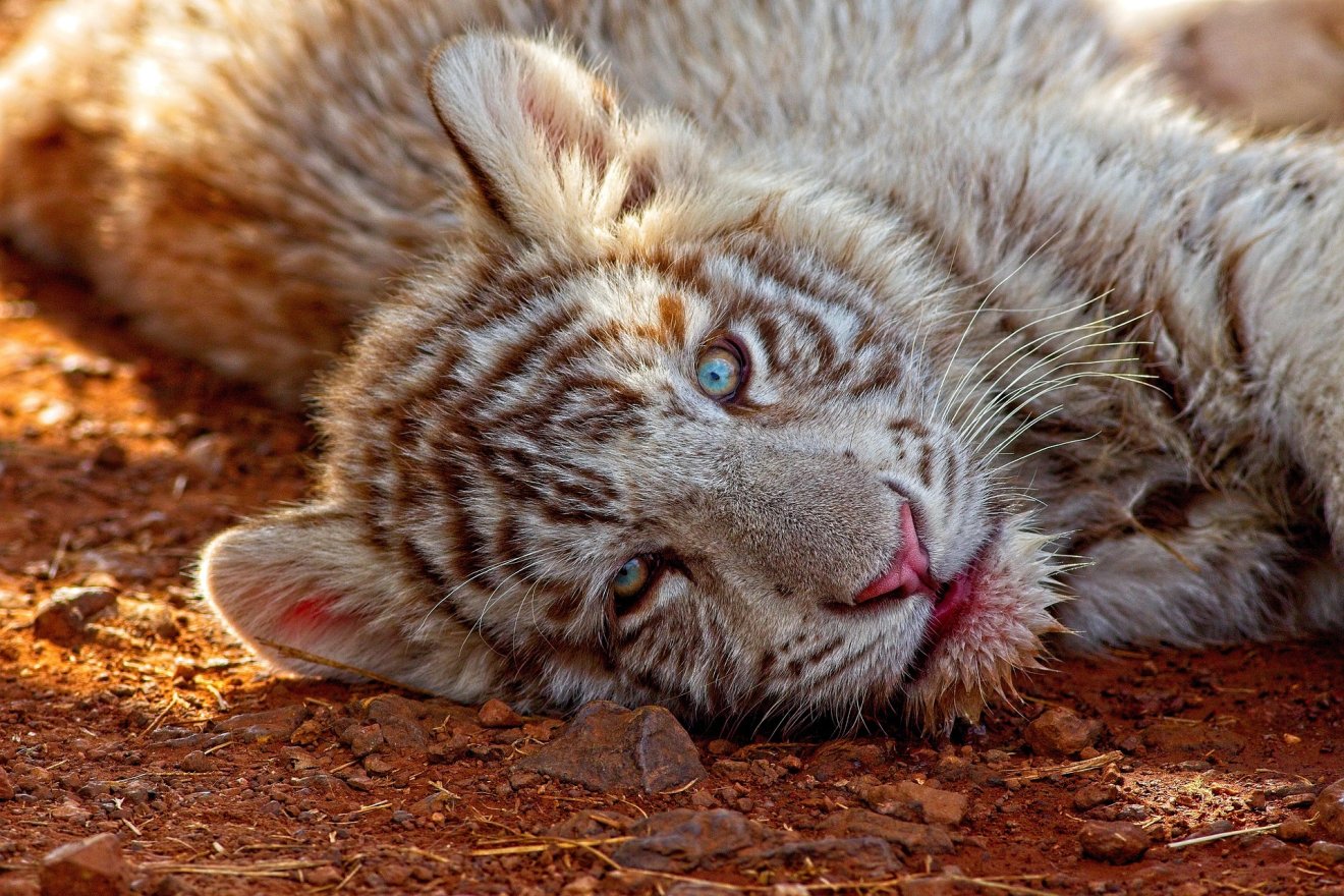 Képünk illusztráció &bullet;  Fotó: Pixabay