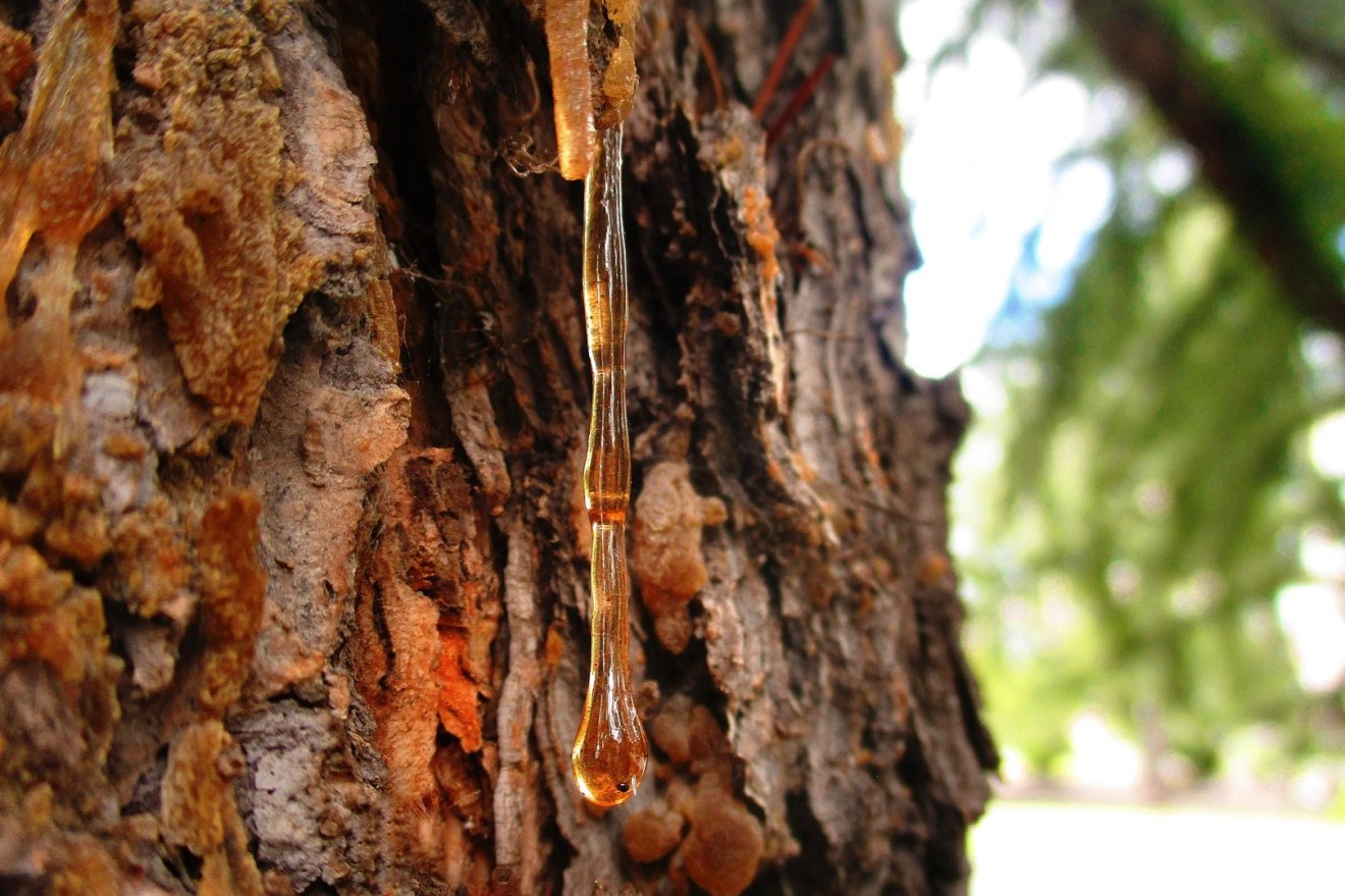 &bullet;  Fotó: Pixabay