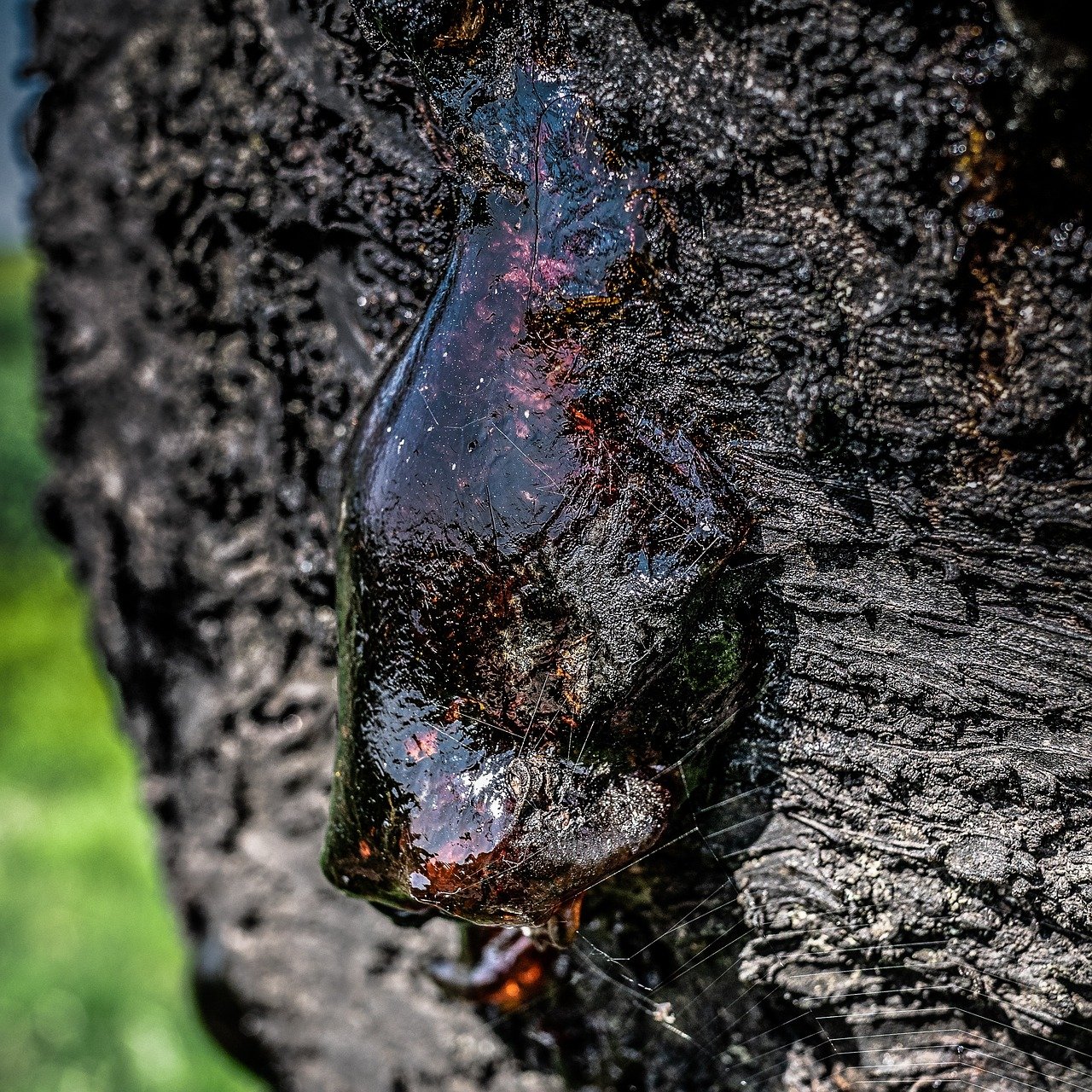 Macskaméz &bullet;  Fotó: Pixabay