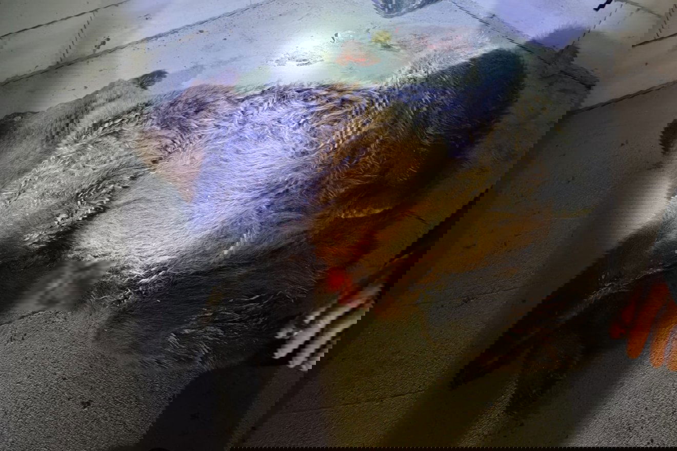 &bullet;  Fotó: Máréfalva Polgármesteri Hivatala