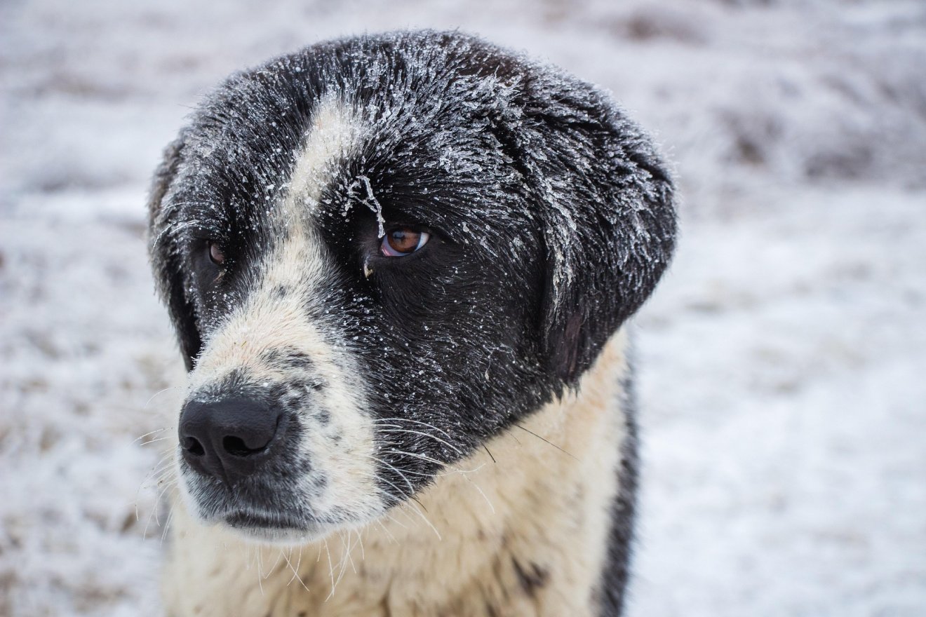 &bullet;  Fotó: Molnár Szabolcs/Pixabay