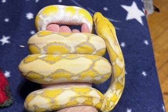 Ritka és veszélyes hüllőket találtak egy tömbházlakás szobájában