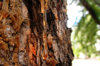 Téli gyantagyűjtés: mit rejt az erdő?