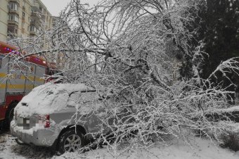 Kidőlt fák, szünetelő áramszolgáltatás – Maros megyében is károkat okozott a havazás