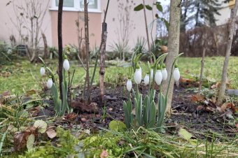 Kinyíltak a hóvirágok Székelyudvarhelyen