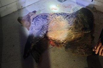 Elpusztult medvére bukkantak egy épülő ingatlanban Máréfalván – videóval