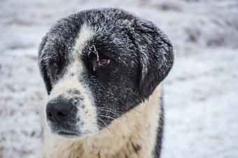 Akik védelmezik, és akik magukra hagyják a kutyákat a téli, fagyos időben