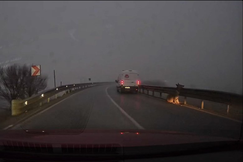 Elütötték a szelíd szarvasünőt Csíkszereda közelében – állatorvos vizsgálja a sérüléseit