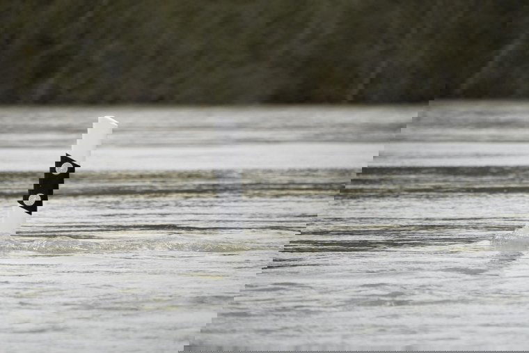 Árvízvédelmi készültséget rendeltek el székelyföldi folyókra is