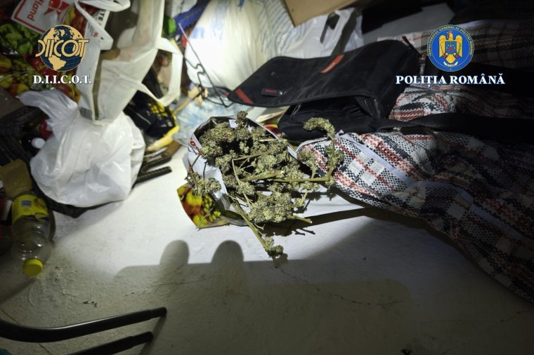 Drogterjesztés miatt tartottak házkutatást Kovászna megyében – videóval