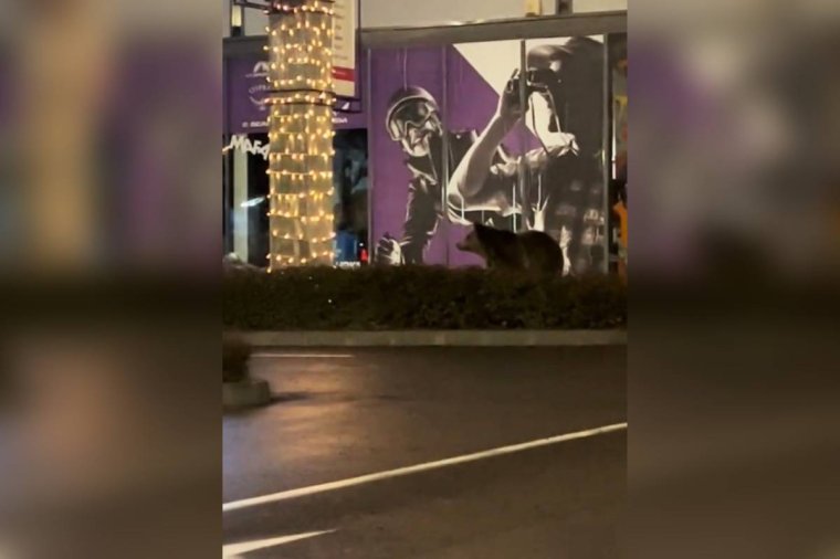Medvét videóztak le a brassói Coresi bevásárlóközpontnál