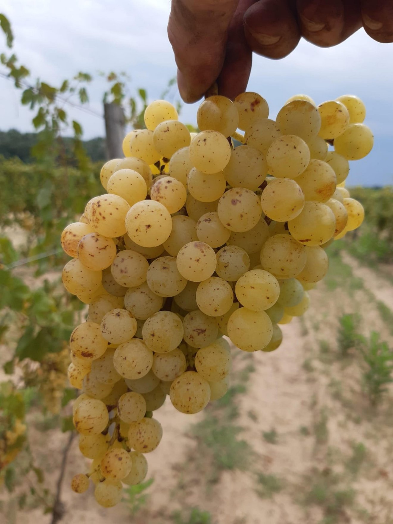 Az Irsai Olivérből készült borát is érdemes megkóstolni