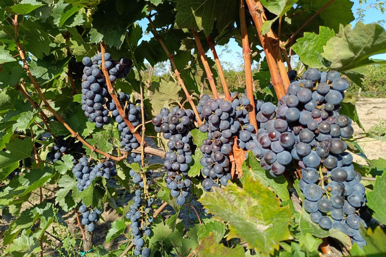 A kadarka a Balkánról került hozzánk, de annyira régen, hogy nyugodtan tekinthetjük magyar fajtának