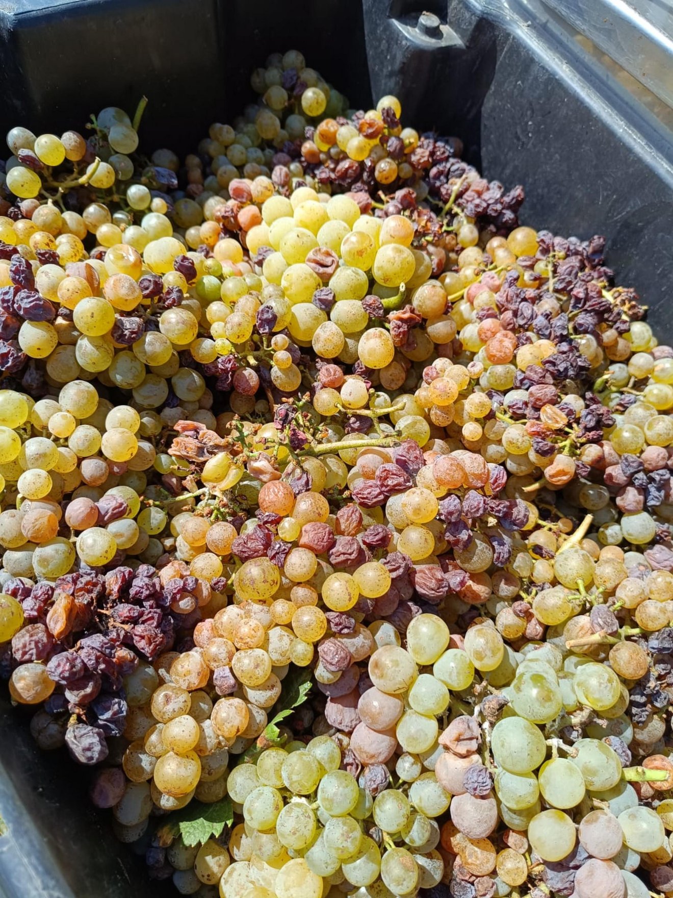 Késői szüretelésű ezerjó a keceli birtokról