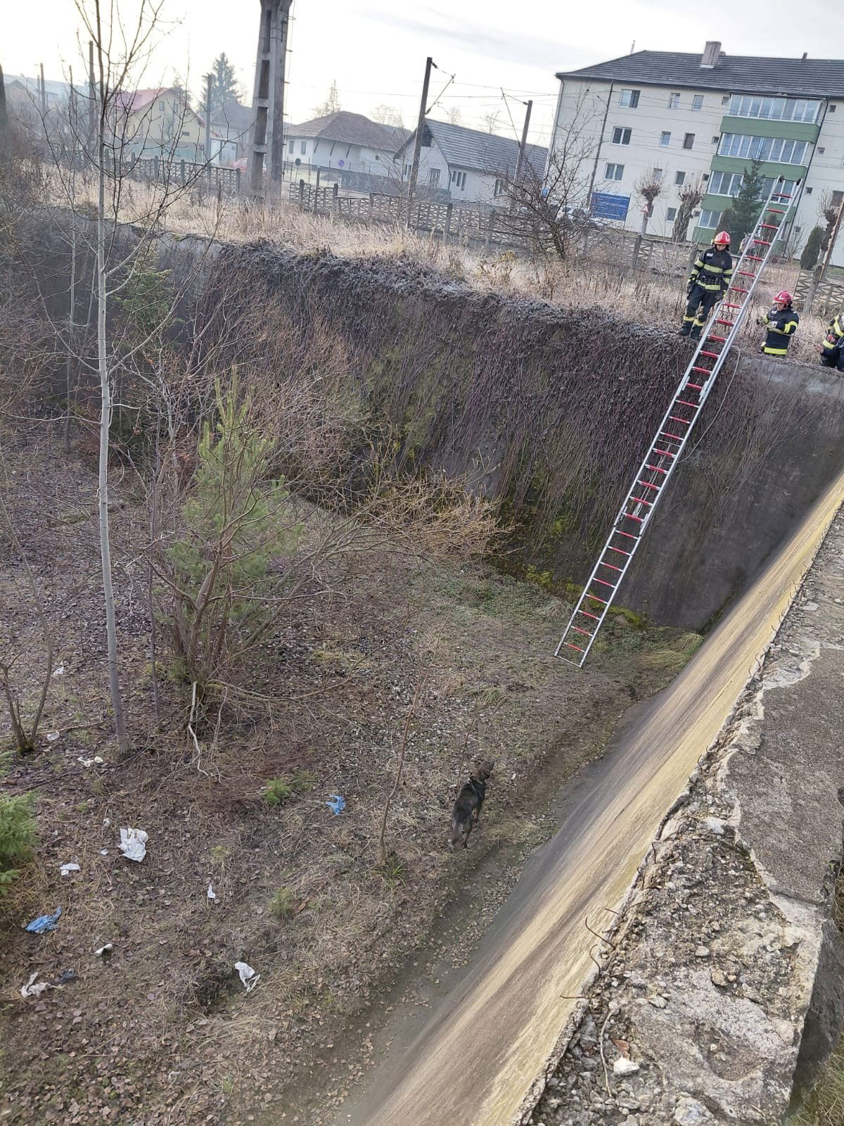 Létrával és kötelekkel ereszkedtek le a megrémült állathoz •  Fotó: Hargita megyei tűzoltóság