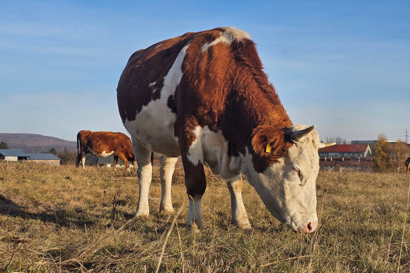 &bullet;  Fotó: Kozán István
