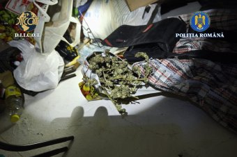 Drogterjesztés miatt tartottak házkutatást Kovászna megyében – videóval