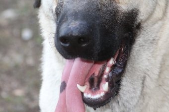 Újabb nagytestű kutya csatangolt Csíkszereda utcáin, de meglett a gazdája