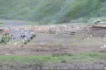 Juhászkutyák támadtak a tehénpásztorra Zetelaka határában – súlyos fejsérülésekkel műtötték az áldozatot