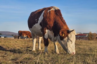 Ekkora lesz idén a mezőgazdasági és állattenyésztési támogatások keretösszege