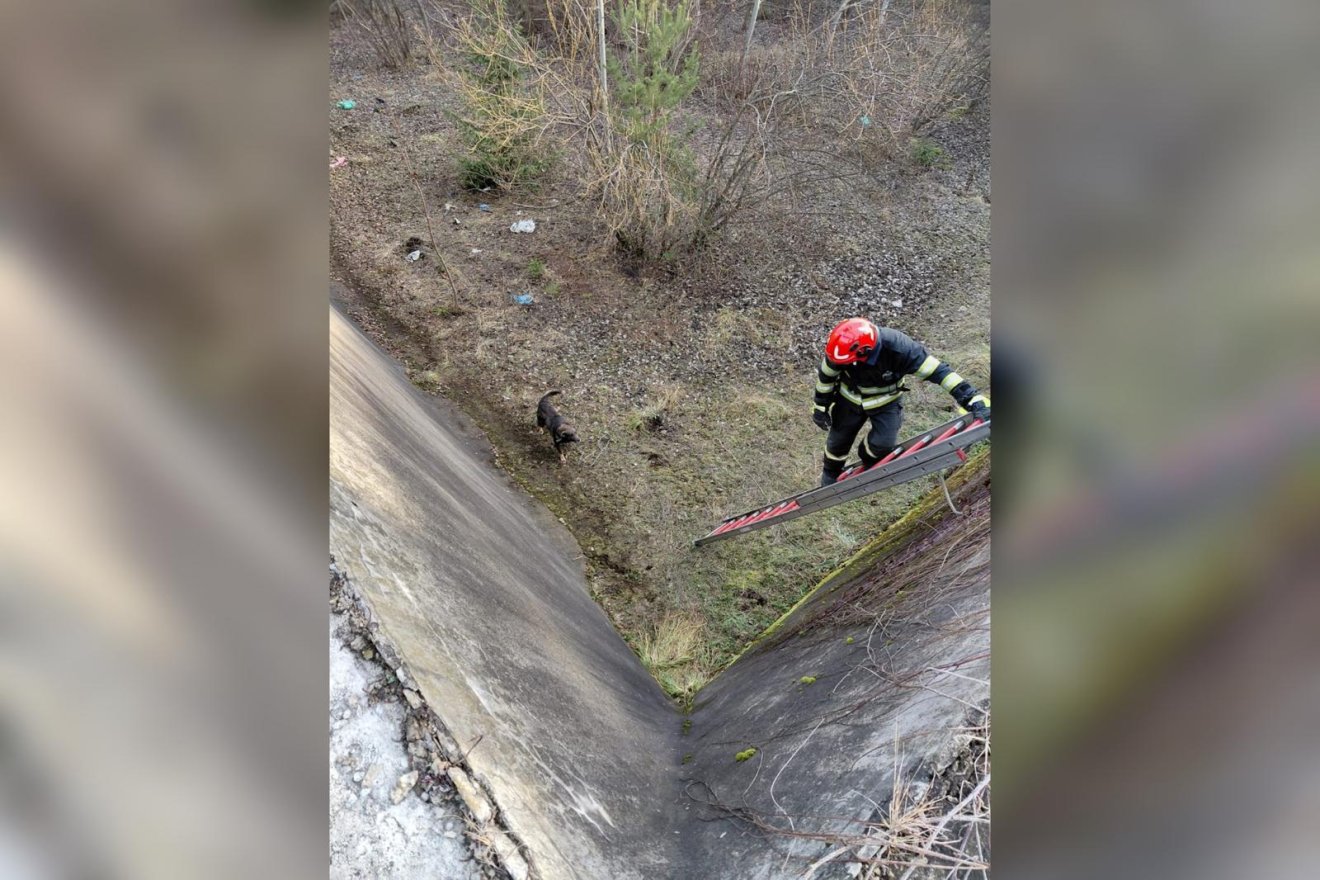 Tíz méter mélybe zuhant kutyát mentettek meg a tűzoltók