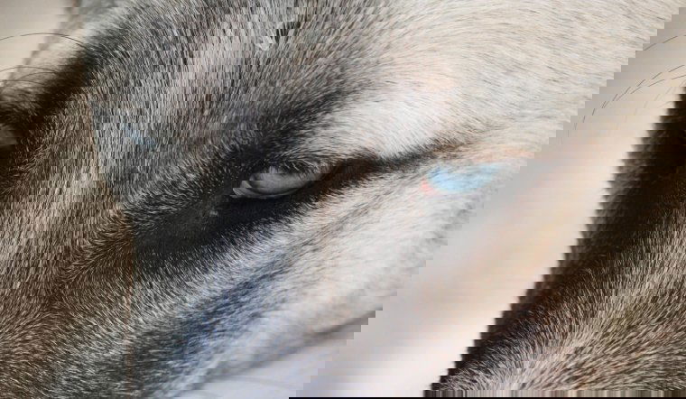 Két veszélyes kangált fogott be a csíkszeredai önkormányzat