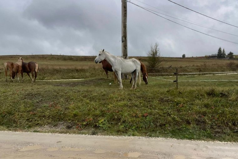 Tehetetlenek Csíkszeredában a gazda nélkül kószáló lovak ügyében