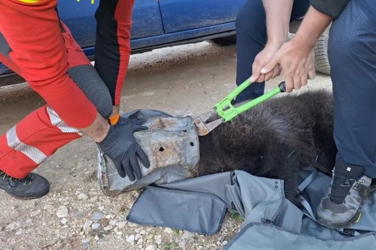 Fémvödörbe szorult fejjel kínlódott egy medvebocs, míg észrevették és levágták róla – videóval