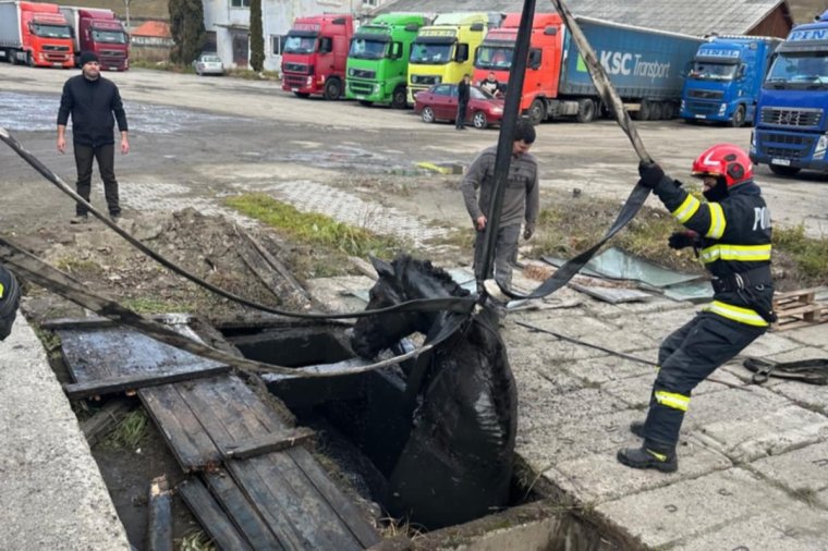 Markológéppel mentettek ki egy lovat a vízcsatornából