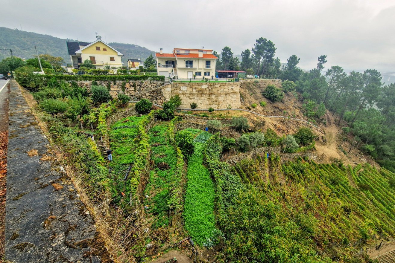 Az Alto Douro borvidék jellegzetes szőlőművelése
