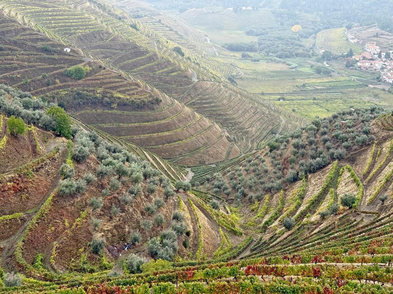 A teraszos művelést az 1970-es évektől kezdték meghonosítani, addig a meredek területeken csak kézzel lehetett kezelni, szüretelni a szőlőt.