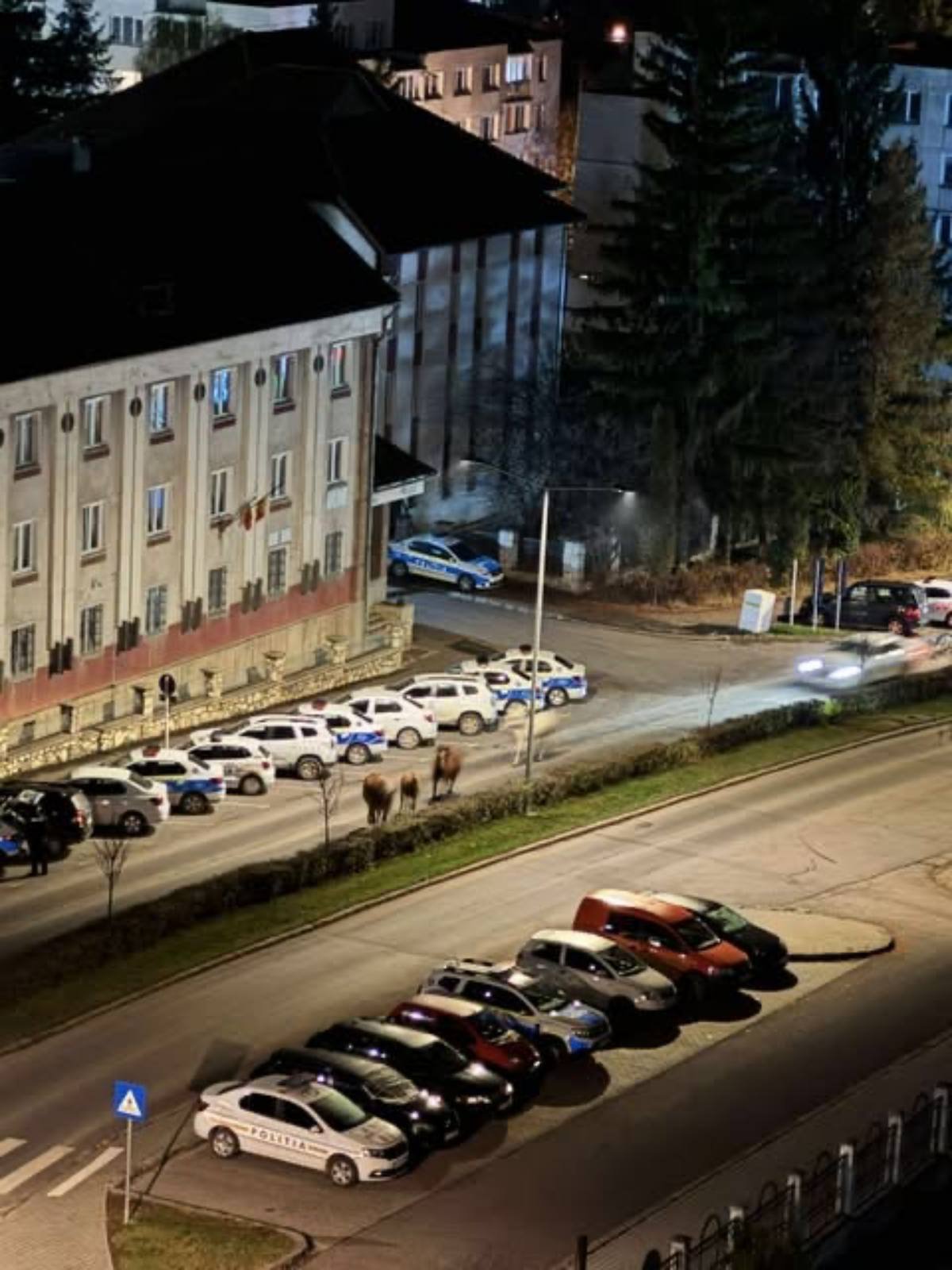 Lovak csatangolnak a Testvériség sugárúton. November közepén kapták lencsevégre •  Fotó: Olvasónk