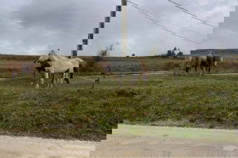 Tehetetlenek Csíkszeredában a gazda nélkül kószáló lovak ügyében