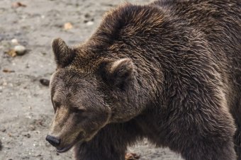 Medvét láttak a Szejkén