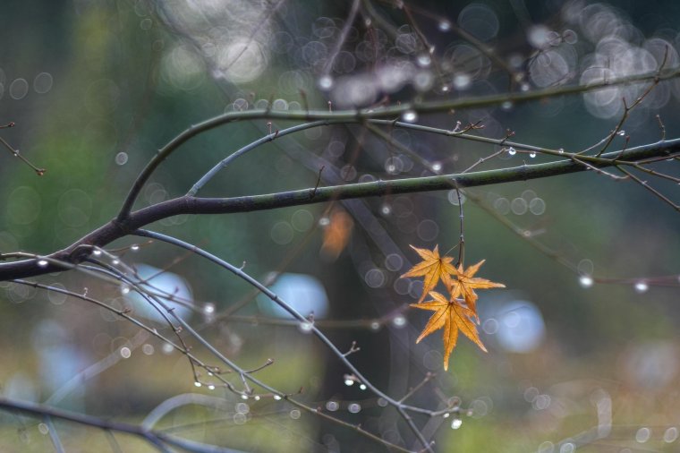 Őszből télbe: ingadozó hőmérséklet és sok eső várható november végéig