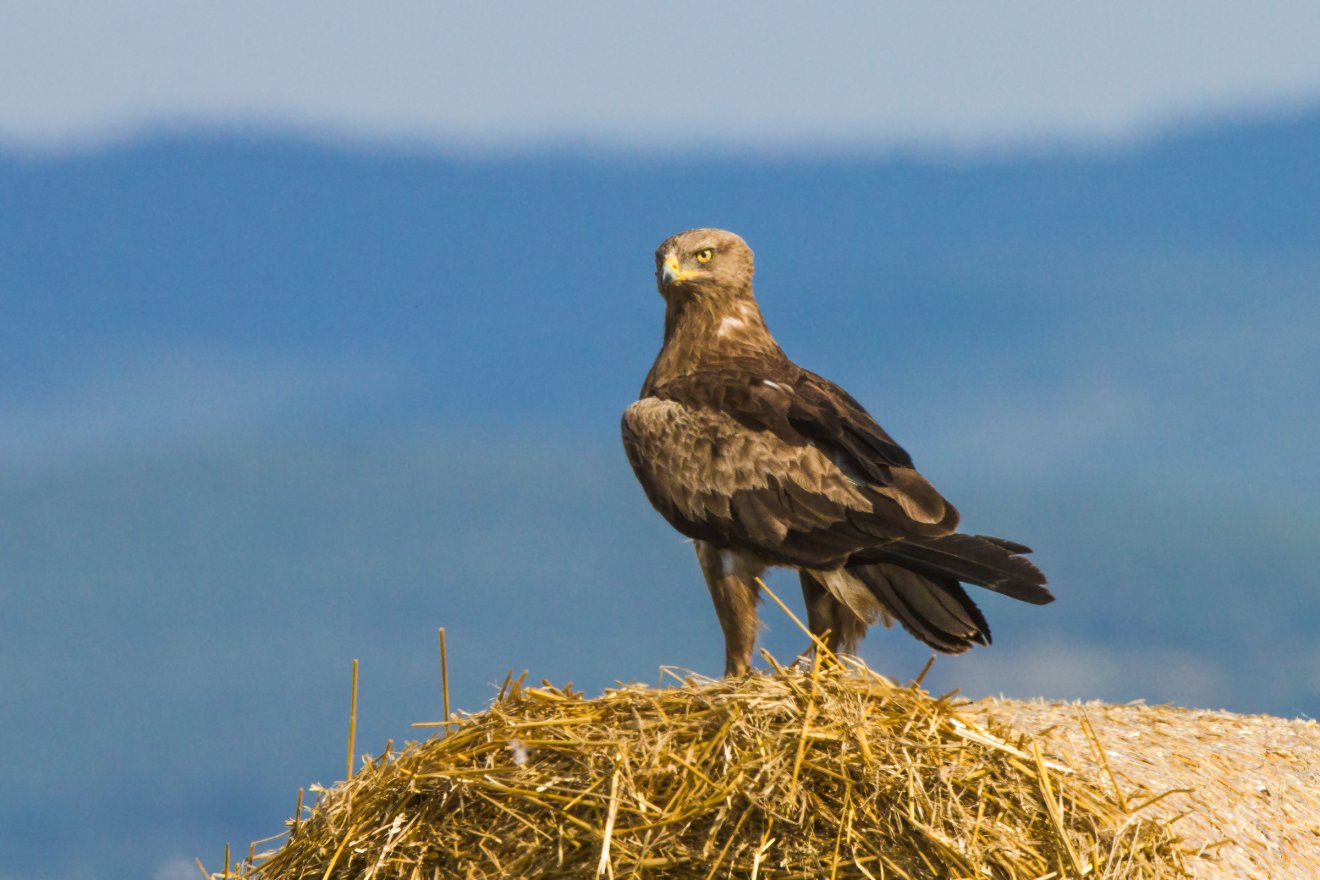 Békászó sas. Ezt is megcsodálhatjuk szombaton