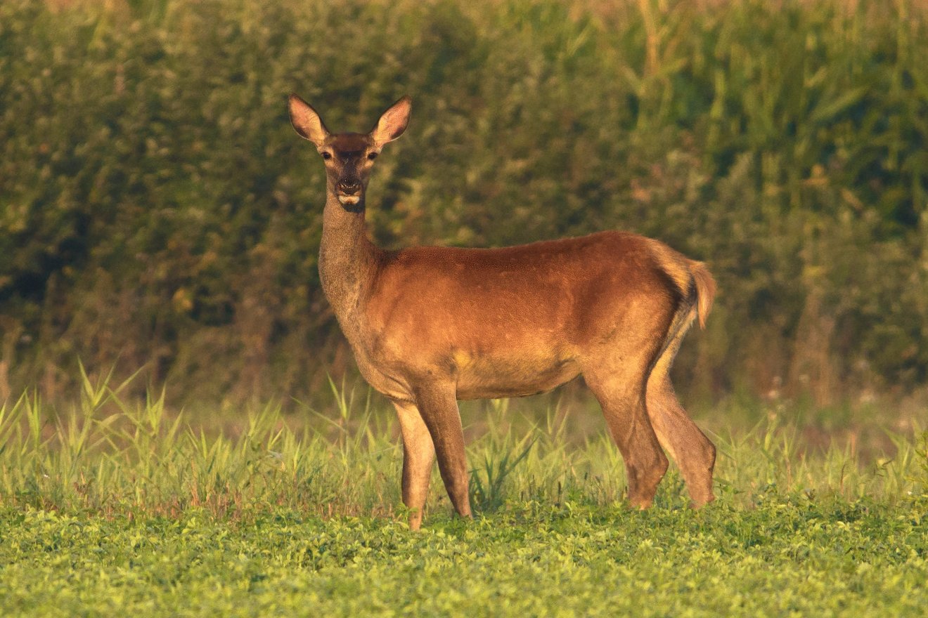 Szarvastehén. A kiállításon huszonnégy állatfaj látható