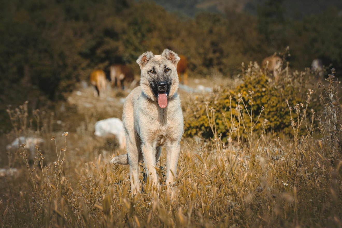 •  Fotó: Pexels